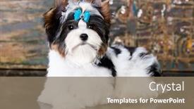  Presentation with puppy - Cool new presentation with puppy-dog-biewer-yorkshire-terrier backdrop and a coral colored foreground