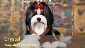  Presentation with puppy - Colorful slide set enhanced with puppy-dog-biewer-yorkshire-terrier backdrop and a tawny brown colored foreground