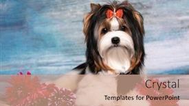  Presentation with puppy - Presentation design featuring puppy-dog-biewer-yorkshire-terrier background and a coral colored foreground