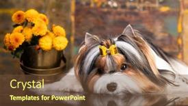  Presentation with puppy - Presentation theme with puppy-dog-biewer-yorkshire-terrier background and a tawny brown colored foreground