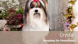  Presentation with puppy - Audience pleasing PPT theme consisting of puppy-dog-biewer-yorkshire-terrier backdrop and a coral colored foreground