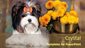  Presentation with puppy - Beautiful slides featuring puppy-dog-biewer-yorkshire-terrier backdrop and a tawny brown colored foreground