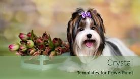  Presentation with cute christmas pug puppy dog - Slide deck enhanced with puppy-dog-biewer-yorkshire-terrier background and a seafoam green colored foreground