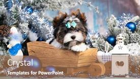  Presentation with dog christmas - Presentation design with puppy-dog-biewer-yorkshire-terrier background and a coral colored foreground