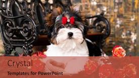  Presentation with puppy - PPT layouts consisting of puppy-dog-biewer-yorkshire-terrier background and a red colored foreground