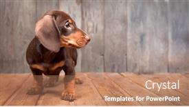  Presentation with dachshund - Slide deck with puppy dog breed dachshund on wood background background and a coral colored foreground
