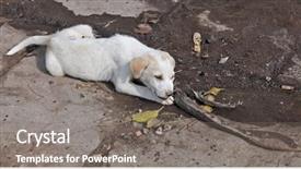  Presentation with puppy - Cool new slides with puppy dog is eating lizard backdrop and a gray colored foreground