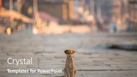  Presentation with pavement - Theme having puppy dog sitting alone in the middle of the pavement background and a gray colored foreground