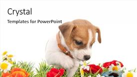  Presentation with white flowers - Colorful slide deck enhanced with puppy dog walking in grass backdrop and a white colored foreground