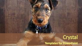  Presentation with old dog - Beautiful presentation theme featuring puppy dog with its paw backdrop and a  colored foreground