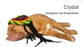  Presentation with rasta - Slide deck enhanced with puppy dreaming in rasta hat background and a white colored foreground