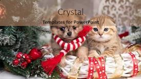  Presentation with kitten - Slide set with puppy-e-christmas-and-kitten background and a coral colored foreground