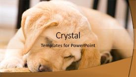  Presentation with cute christmas pug puppy dog - PPT theme with puppy eating a toy bone background and a  colored foreground