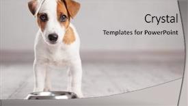  Presentation with puppy - PPT layouts with puppy eating foot dog eats background and a light gray colored foreground