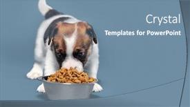  Presentation with dog food - PPT theme featuring puppy-eats-dog-food background and a seafoam green colored foreground
