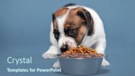 Presentation with dog food - Cool new PPT layouts with puppy-eats-dog-food backdrop and a ocean colored foreground