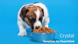  Presentation with dog food - Presentation design having puppy-eats-dog-food background and a teal colored foreground