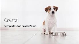  Presentation with dog food - Slide set with puppy-eats-dog-food background and a white colored foreground