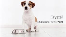  Presentation with dog food - Theme having puppy-eats-dog-food background and a white colored foreground