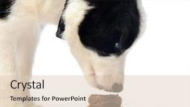  Presentation with diet and nutrition - Audience pleasing presentation design consisting of puppy eats treats as part backdrop and a lemonade colored foreground