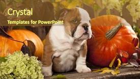  Presentation with english bulldog - Slide set with puppy english bulldog and pumpkin background and a tawny brown colored foreground
