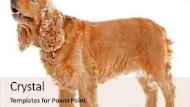  Presentation with puppy english cocker spaniel - Presentation theme featuring puppy english cocker spaniel - adorable dog on white background background and a coral colored foreground