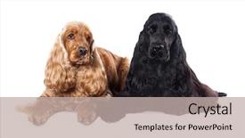  Presentation with greyhound - Cool new PPT theme with puppy english cocker spaniel - dog breeds whippet greyhound hunting backdrop and a mint green colored foreground