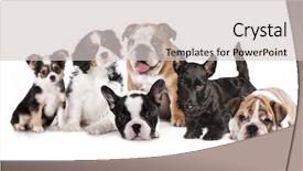  Presentation with brighter group - Slide set having puppy english cocker spaniel - group of puppies sitting background and a light gray colored foreground