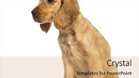  Presentation with puppy english cocker spaniel - Colorful slides enhanced with puppy english cocker spaniel sitting backdrop and a  colored foreground