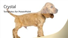  Presentation with puppy english cocker spaniel - Audience pleasing presentation consisting of puppy english cocker spaniel standing backdrop and a  colored foreground
