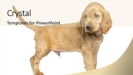  Presentation with puppy english cocker spaniel - Presentation enhanced with puppy english cocker spaniel standing background and a  colored foreground