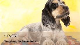  Presentation with puppy english cocker spaniel - Amazing presentation having puppy english cocker spaniel backdrop and a coral colored foreground