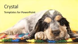  Presentation with puppy english cocker spaniel - Beautiful presentation theme featuring puppy english cocker spaniel backdrop and a blonde colored foreground