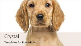  Presentation with puppy english cocker spaniel - Beautiful presentation featuring puppy english cocker spaniel backdrop and a coral colored foreground