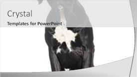  Presentation with cane - PPT theme consisting of puppy-five-months-old-cane background and a light gray colored foreground