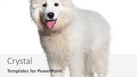  Presentation with puppy - Presentation theme featuring puppy-four-months-old-samoyed background and a soft green colored foreground