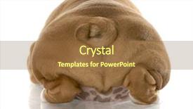  Presentation with puppy english cocker spaniel - Amazing PPT theme having irritated businessman communicating on phone anger expression on his face backdrop and a navy blue colored foreground