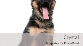  Presentation with german - Colorful slide deck enhanced with puppy-german-shepherd-sitting backdrop and a light gray colored foreground