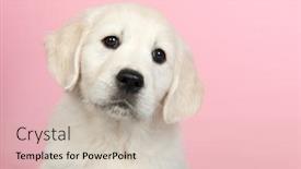  Presentation with puppy - Presentation design having pure color - puppy golden retreiver on pink background and a soft green colored foreground