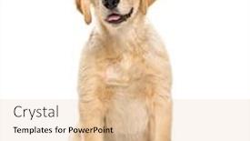  Presentation with puppy - Beautiful PPT theme featuring puppy-golden-retriever-3-months backdrop and a lemonade colored foreground