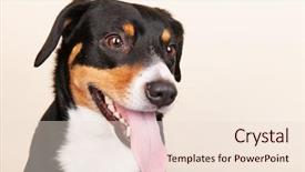  Presentation with puppy - Amazing theme having minimalistic dining room interior with white and gray walls a wooden floor and a round table with small chairs near it a poster on the wall 3d rendering mock up backdrop and a light gray colored foreground.