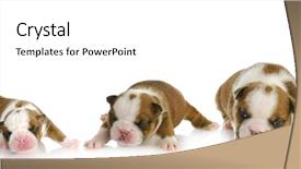  Presentation with english bulldog - Audience pleasing slide deck consisting of puppy growth - english bulldog puppy backdrop and a white colored foreground
