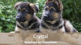  Presentation with police dog - Theme featuring puppy guard dog close up background and a coral colored foreground