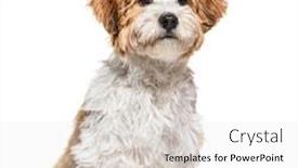  Presentation with old dog - Cool new PPT theme with puppy-havanese-dog-looking-away backdrop and a white colored foreground