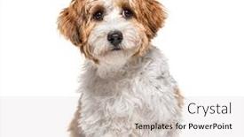  Presentation with old dog - Colorful PPT layouts enhanced with puppy-havanese-dog-sitting-5 backdrop and a light gray colored foreground