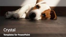  Presentation with illness - Cool new PPT theme with puppy illness sad dog is backdrop and a tawny brown colored foreground