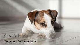  Presentation with illness - Slides enhanced with puppy-illness-sad-dog and a light gray colored foreground