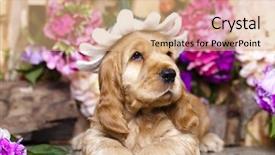  Presentation with hat and flip flop - Colorful slides enhanced with puppy in a floral hat backdrop and a coral colored foreground