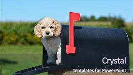  Presentation with puppy english cocker spaniel - Cool new slides with puppy in a mailbox - american backdrop and a wine colored foreground