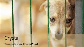  Presentation with animal shelter - Beautiful presentation featuring puppy in animal shelter cage backdrop and a coral colored foreground